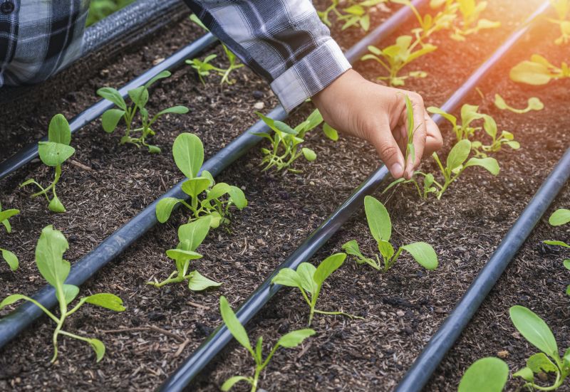 Plant Irrigation Installation in Ventura County, CA